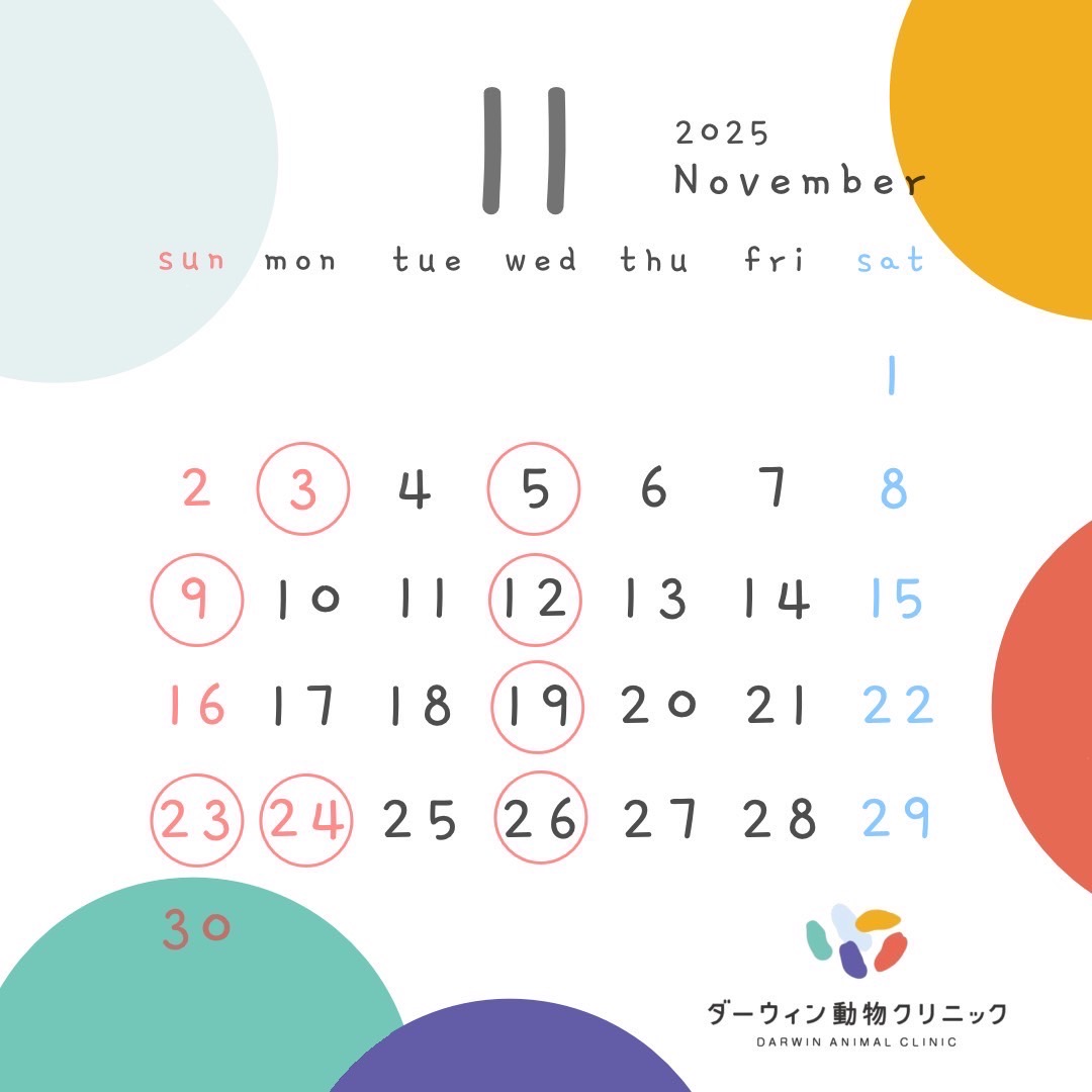 11月休診日のお知らせ